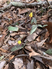 Erythronium umbilicatum