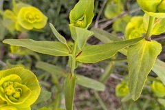Euphorbia serrata