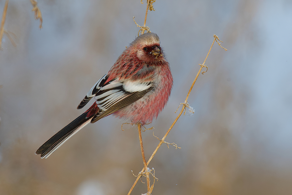 Long-tailed Rosefinch photo