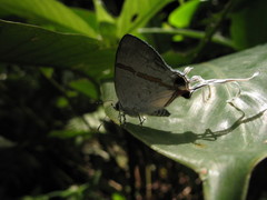 Hypolycaena
