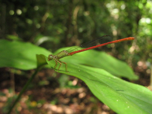 Yellow-faced Citril