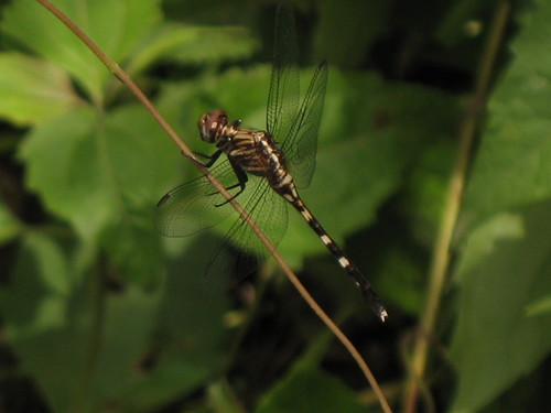 Bold Skimmer