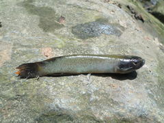 Rivulus