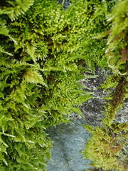 Homalothecium aureum