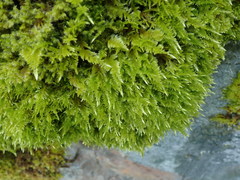 Homalothecium aureum