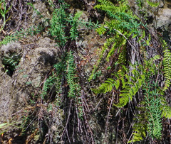 Pellaea ternifolia