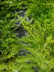 Homalothecium aureum