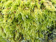 Homalothecium aureum