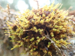 Ulota obtusiuscula