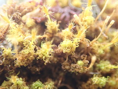 Ulota obtusiuscula
