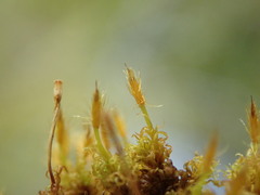 Ulota obtusiuscula