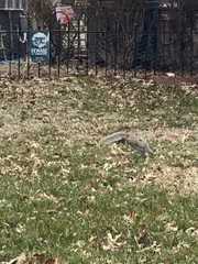 Sciurus carolinensis
