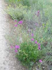 Centaurea scabiosa adpressa