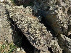 Ramalina siliquosa