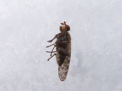 Pherbellia schoenherri