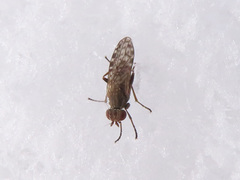 Pherbellia schoenherri