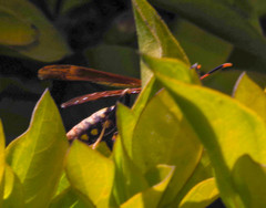 Polistes weyrauchorum
