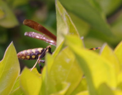Polistes weyrauchorum