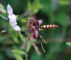 Polistes weyrauchorum