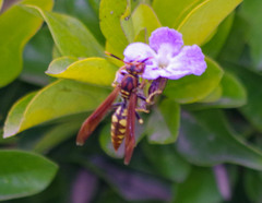 Polistes weyrauchorum