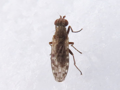 Pherbellia schoenherri