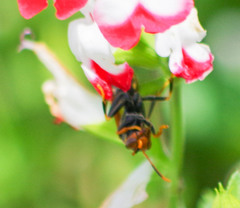 Polistes weyrauchorum