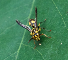 Ropalidia ornaticeps