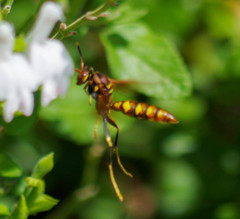 Polistes weyrauchorum