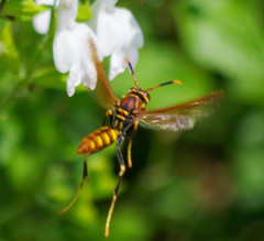 Polistes weyrauchorum