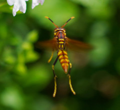 Polistes weyrauchorum