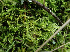 Claopodium bolanderi