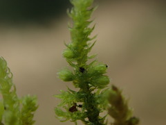 Claopodium bolanderi