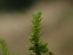 Claopodium bolanderi
