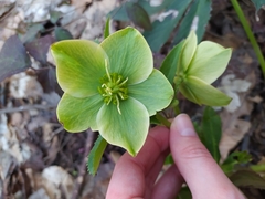Helleborus viridis