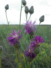 Centaurea scabiosa adpressa