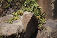 Cyphostemma quinatum