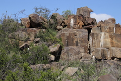 Cyphostemma quinatum