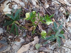 Helleborus viridis