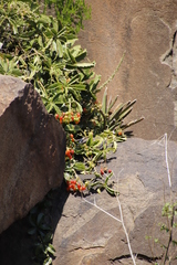 Cyphostemma quinatum