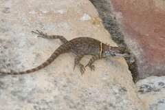 Sceloporus aureolus