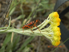 Rhynocoris