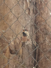 Passer domesticus