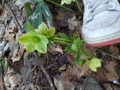 Helleborus viridis