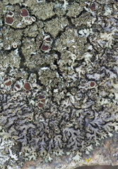 Phaeophyscia sciastra