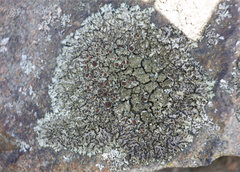 Phaeophyscia sciastra