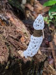 Staheliomyces cinctus