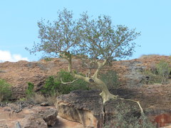 Ficus tettensis