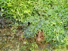 Cyanothece aeruginosa