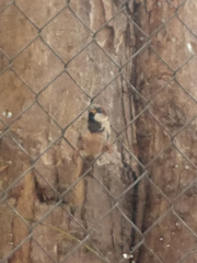 Passer domesticus