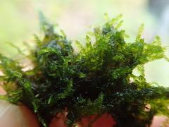 Plagiothecium piliferum